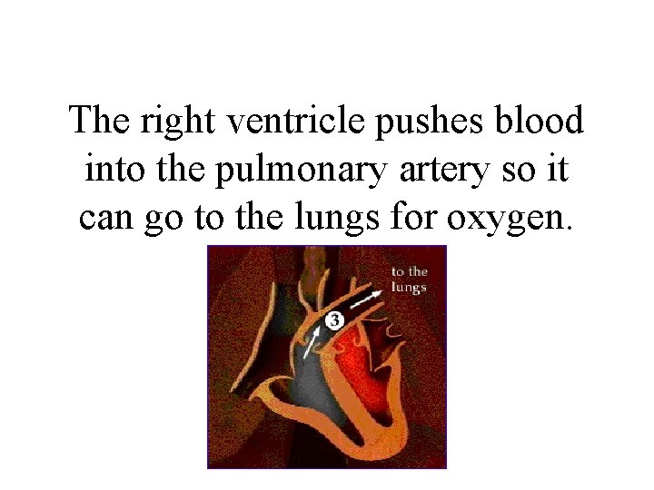 The right ventricle pushes blood into the pulmonary artery so it can go to