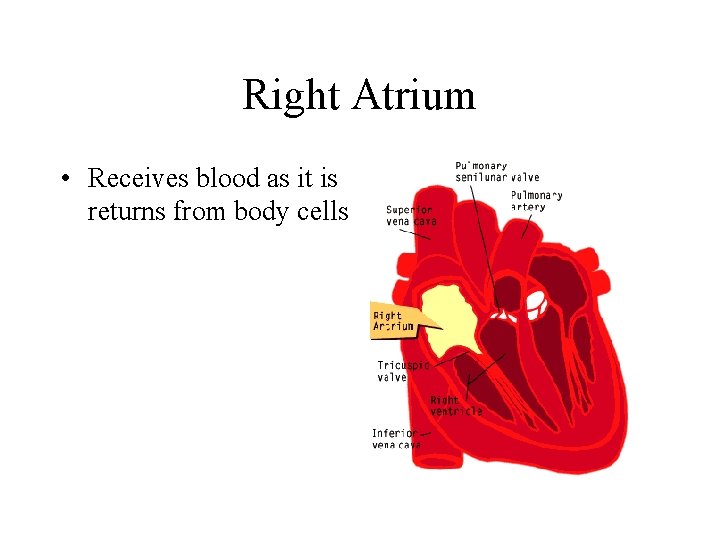 Right Atrium • Receives blood as it is returns from body cells 