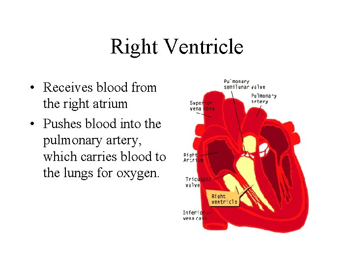 Right Ventricle • Receives blood from the right atrium • Pushes blood into the