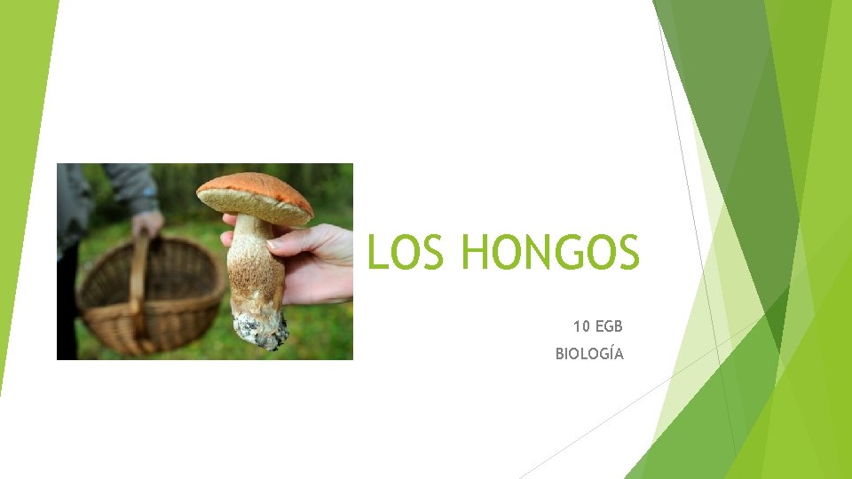 LOS HONGOS 10 EGB BIOLOGÍA 