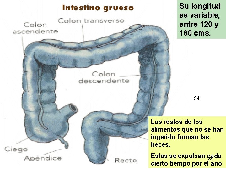 Su longitud es variable, entre 120 y 160 cms. 24 Los restos de los