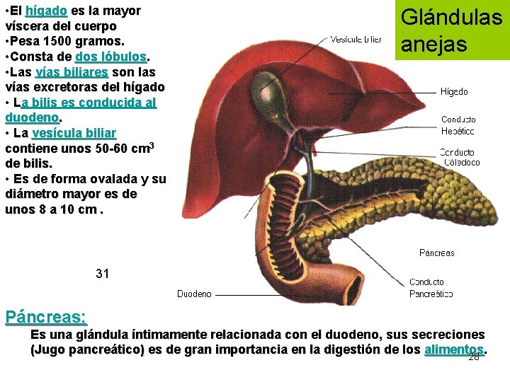  • El hígado es la mayor víscera del cuerpo • Pesa 1500 gramos.