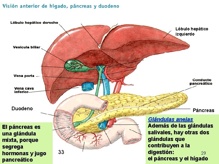 Lóbulo hepático izquierdo Duodeno El páncreas es una glándula mixta, porque segrega hormonas y