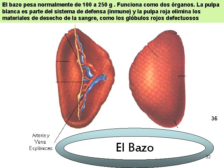 El bazo pesa normalmente de 100 a 250 g. Funciona como dos órganos. La