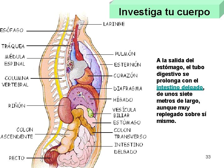 Investiga tu cuerpo A la salida del estómago, el tubo digestivo se prolonga con