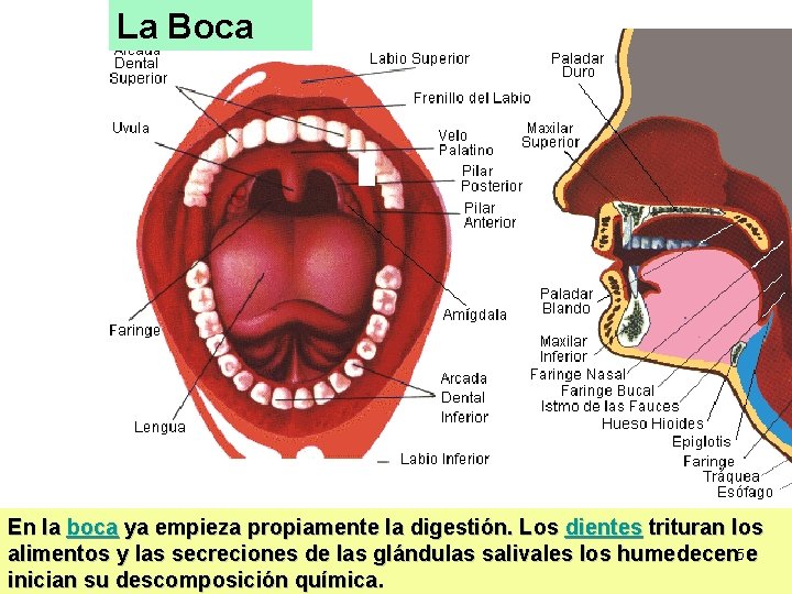 La Boca En la boca ya empieza propiamente la digestión. Los dientes trituran los