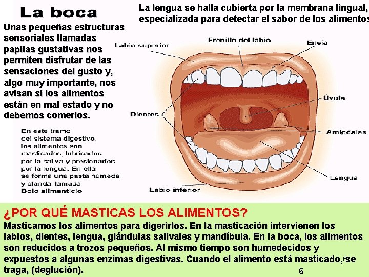 Unas pequeñas estructuras sensoriales llamadas papilas gustativas nos permiten disfrutar de las sensaciones del