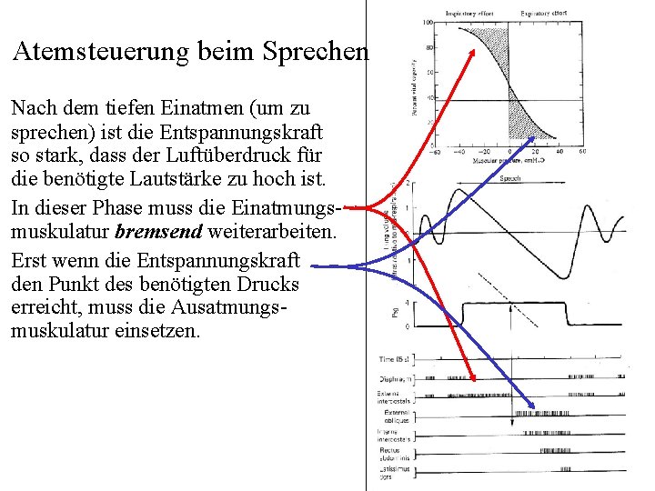 Atemsteuerung beim Sprechen Nach dem tiefen Einatmen (um zu sprechen) ist die Entspannungskraft so