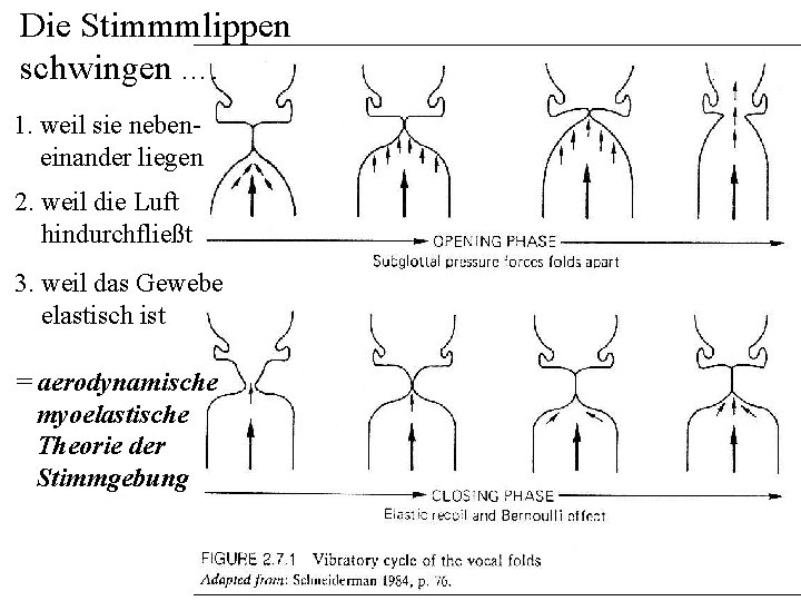 Die Stimmmlippen schwingen …. 1. weil sie nebeneinander liegen 2. weil die Luft hindurchfließt