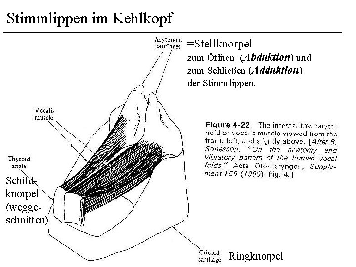 Stimmlippen im Kehlkopf =Stellknorpel zum Öffnen (Abduktion) und zum Schließen (Adduktion) der Stimmlippen. Schildknorpel