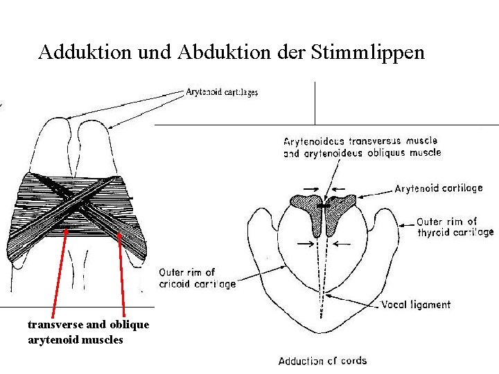 Adduktion und Abduktion der Stimmlippen transverse and oblique arytenoid muscles 