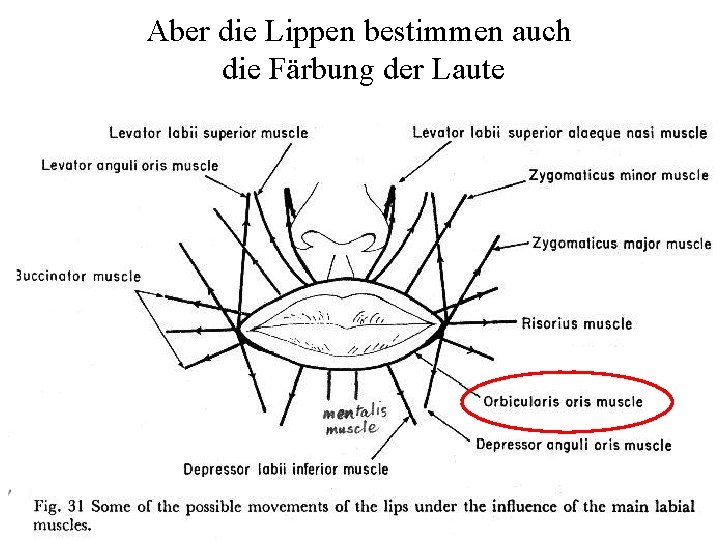 Aber die Lippen bestimmen auch die Färbung der Laute 