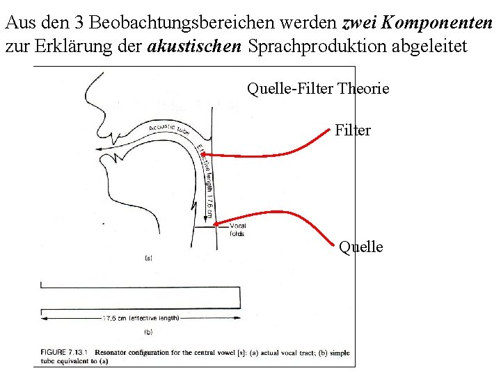 Aus den 3 Beobachtungsbereichen werden zwei Komponenten zur Erklärung der akustischen Sprachproduktion abgeleitet Quelle-Filter