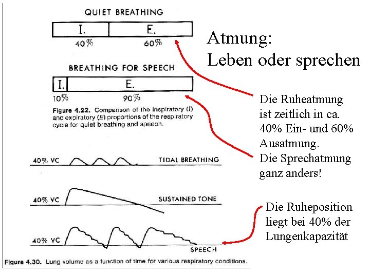 Atmung: Leben oder sprechen Die Ruheatmung ist zeitlich in ca. 40% Ein- und 60%