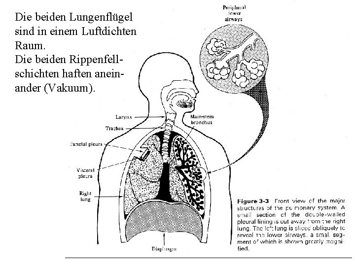 Die beiden Lungenflügel sind in einem Luftdichten Raum. Die beiden Rippenfellschichten haften aneinander (Vakuum).