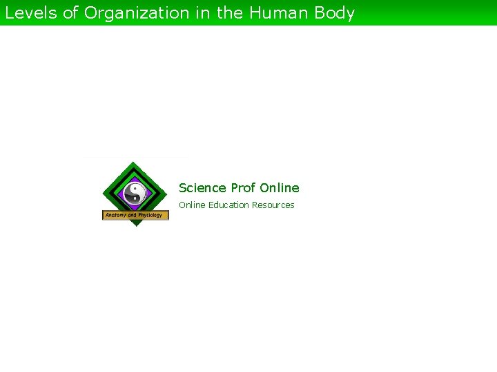 Levels of Organization in the Human Body Science Prof Online Education Resources 
