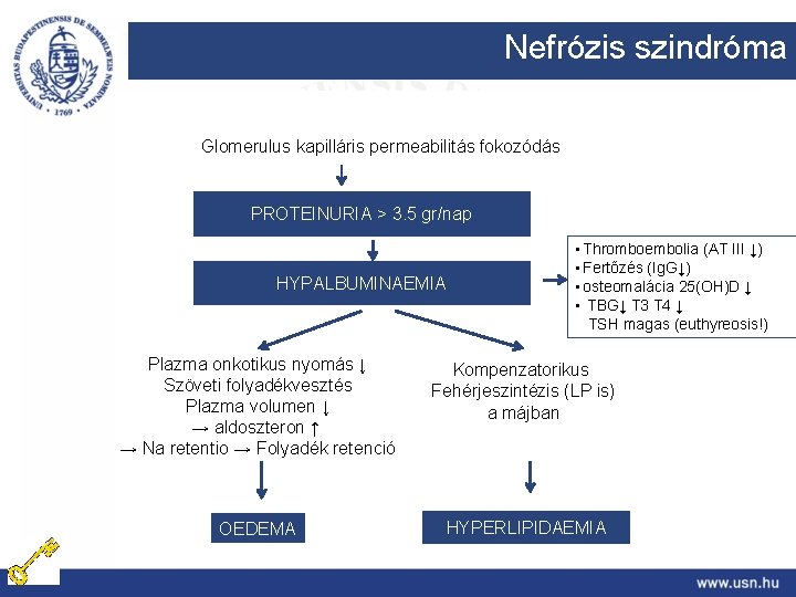 Nefrózis szindróma Glomerulus kapilláris permeabilitás fokozódás PROTEINURIA > 3. 5 gr/nap HYPALBUMINAEMIA • Thromboembolia