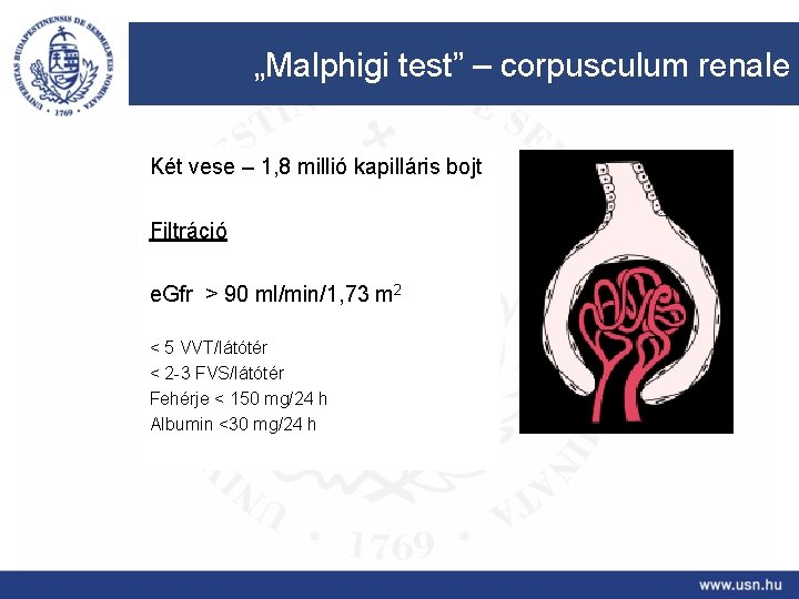 „Malphigi test” – corpusculum renale Két vese – 1, 8 millió kapilláris bojt Filtráció