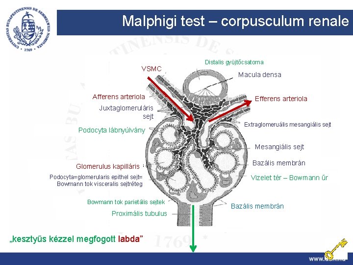 Malphigi test – corpusculum renale VSMC Afferens arteriola Distalis gyüjtőcsatorna Macula densa Efferens arteriola