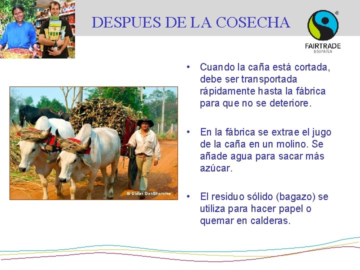 DESPUES DE LA COSECHA • Cuando la caña está cortada, debe ser transportada rápidamente