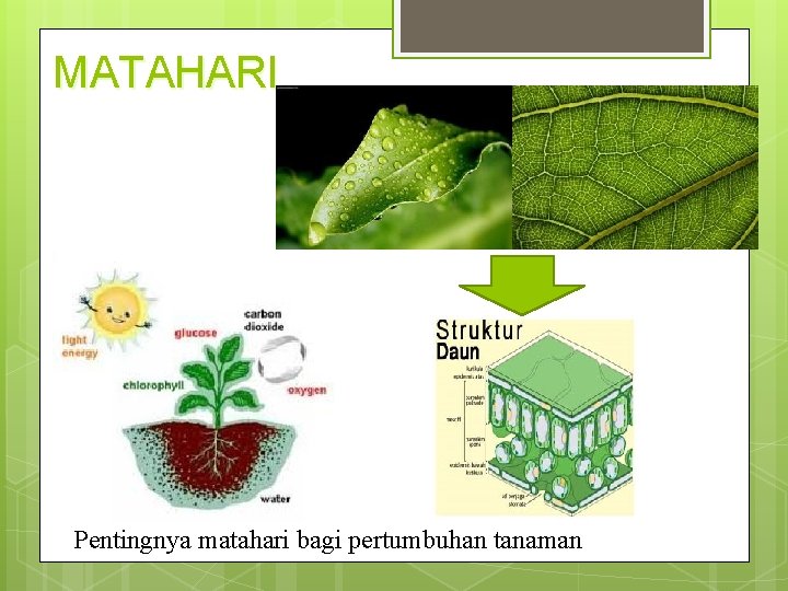 MATAHARI Pentingnya matahari bagi pertumbuhan tanaman 