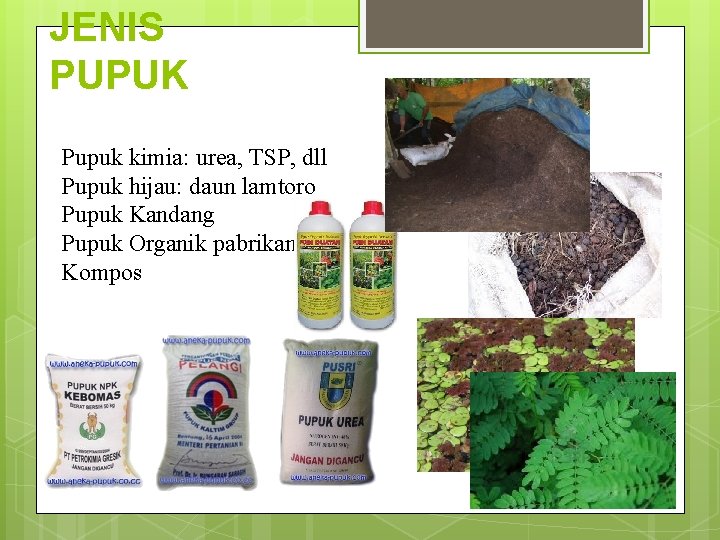 JENIS PUPUK Pupuk kimia: urea, TSP, dll Pupuk hijau: daun lamtoro Pupuk Kandang Pupuk