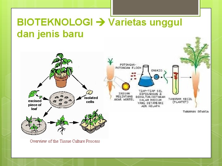 BIOTEKNOLOGI Varietas unggul dan jenis baru 