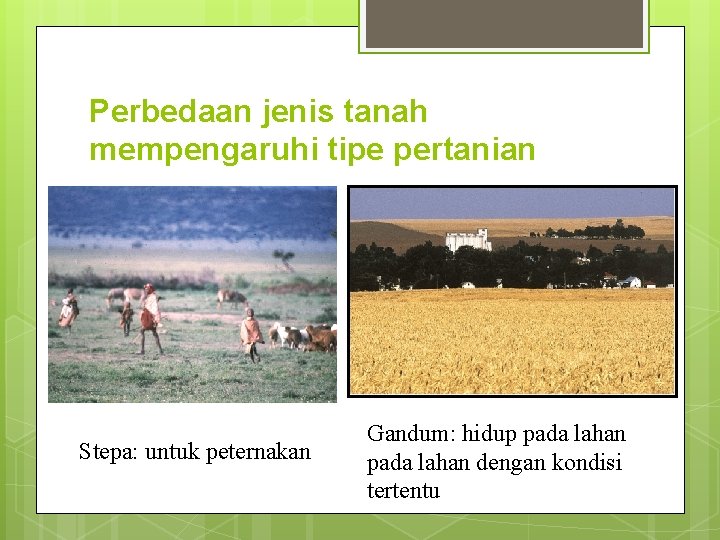Perbedaan jenis tanah mempengaruhi tipe pertanian Stepa: untuk peternakan Gandum: hidup pada lahan dengan