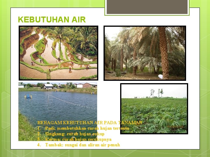 KEBUTUHAN AIR BERAGAM KEBUTUHAN AIR PADA TANAMAN 1. Padi: membutuhkan curah hujan tertentu 2.