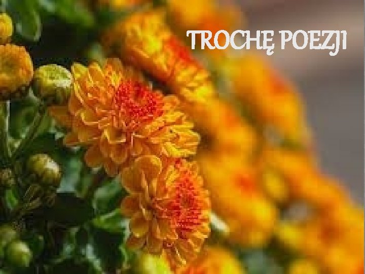 TROCHĘ POEZJI 