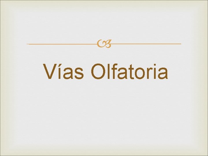  Vías Olfatoria 