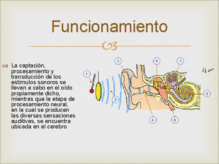 Funcionamiento La captación, procesamiento y transducción de los estímulos sonoros se llevan a cabo