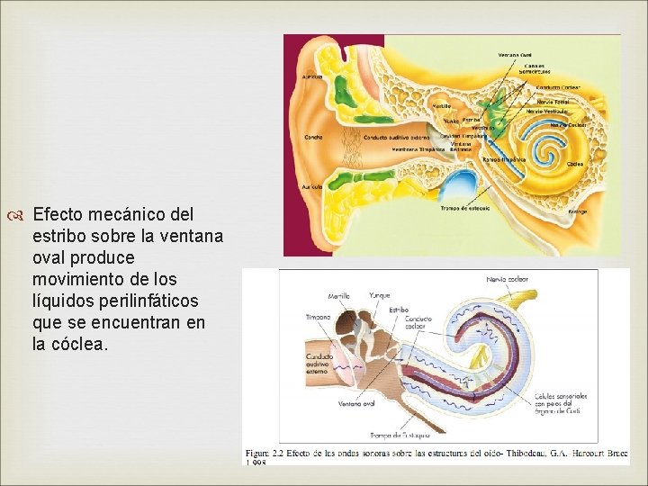  Efecto mecánico del estribo sobre la ventana oval produce movimiento de los líquidos