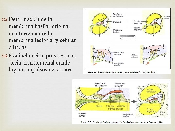  Deformación de la membrana basilar origina una fuerza entre la membrana tectorial y