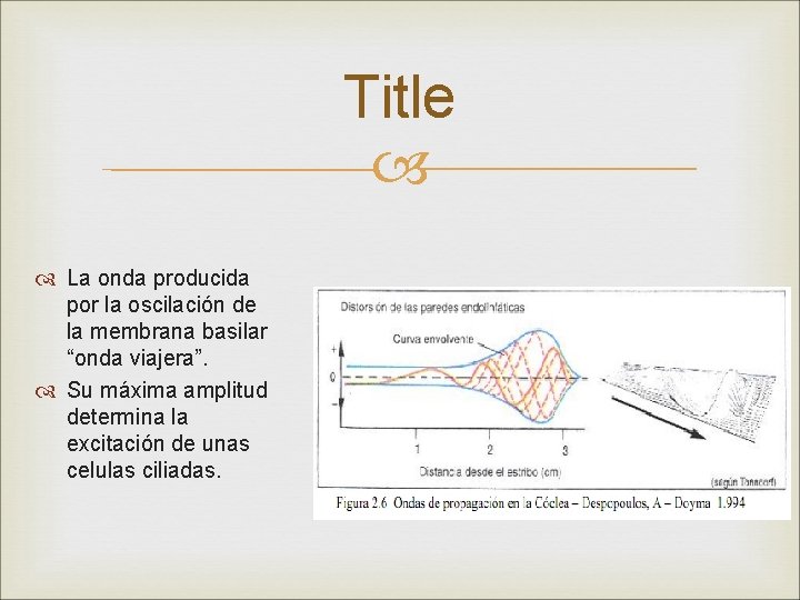 Title La onda producida por la oscilación de la membrana basilar “onda viajera”. Su