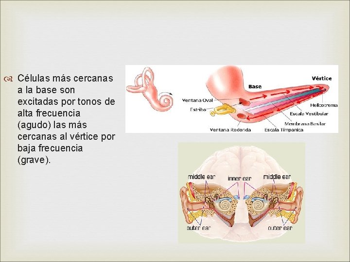  Células más cercanas a la base son excitadas por tonos de alta frecuencia