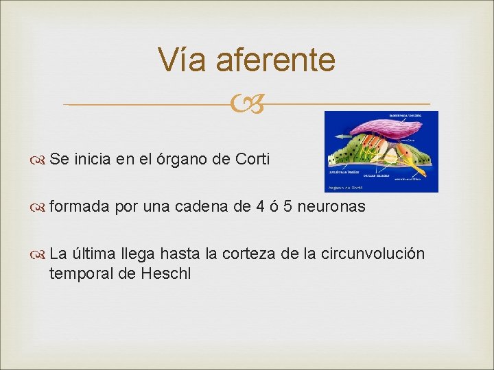 Vía aferente Se inicia en el órgano de Corti formada por una cadena de