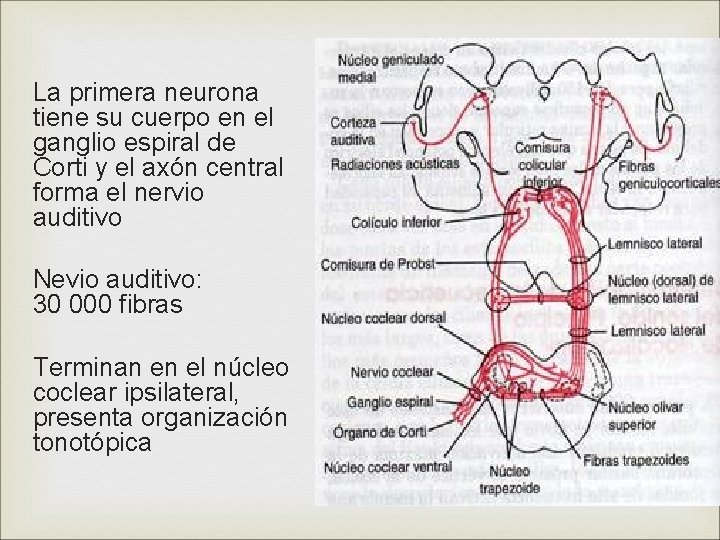 La primera neurona tiene su cuerpo en el ganglio espiral de Corti y el