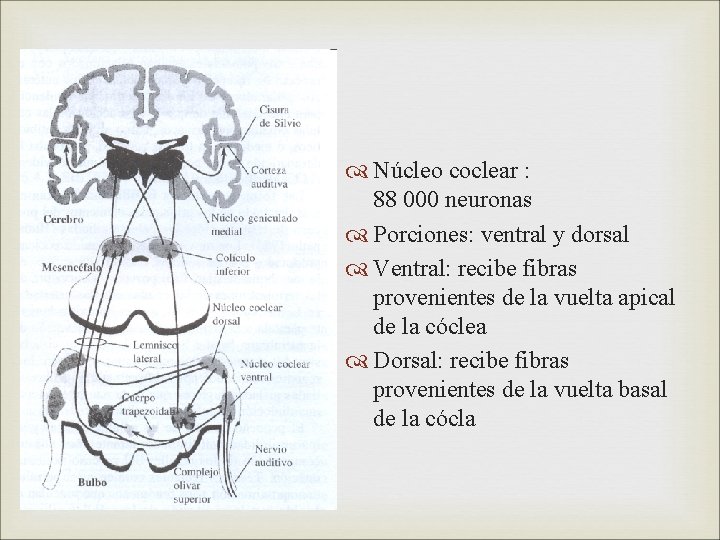  Núcleo coclear : 88 000 neuronas Porciones: ventral y dorsal Ventral: recibe fibras