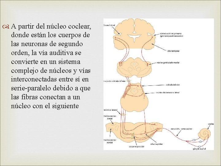  A partir del núcleo coclear, donde están los cuerpos de las neuronas de