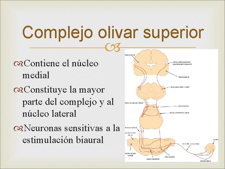 Complejo olivar superior Contiene el núcleo medial Constituye la mayor parte del complejo y