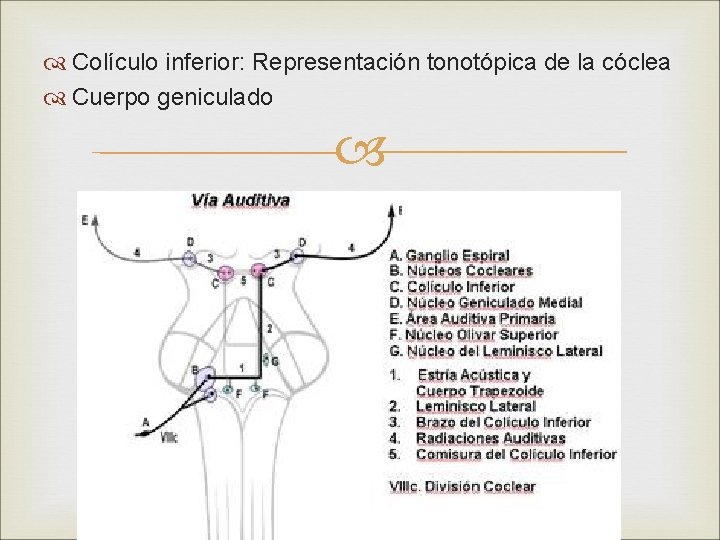  Colículo inferior: Representación tonotópica de la cóclea Cuerpo geniculado 