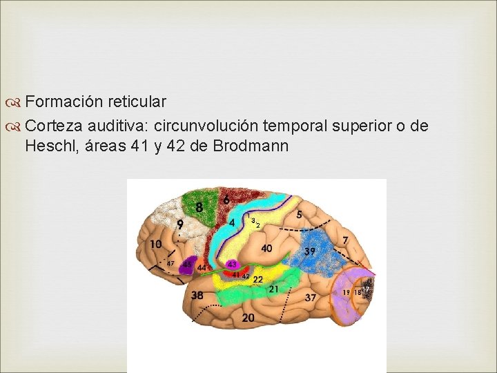  Formación reticular Corteza auditiva: circunvolución temporal superior o de Heschl, áreas 41 y