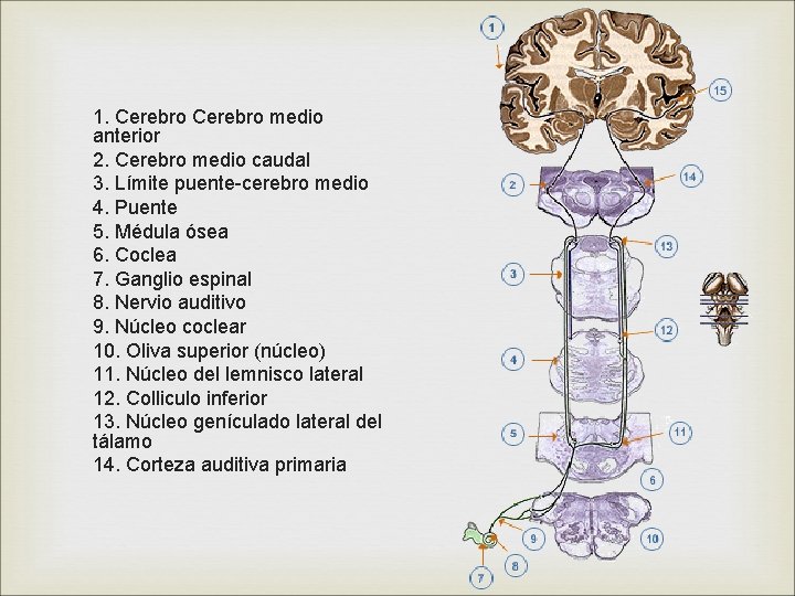 1. Cerebro medio anterior 2. Cerebro medio caudal 3. Límite puente-cerebro medio 4. Puente