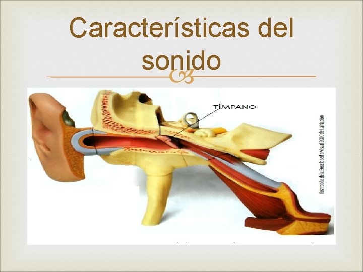 Características del sonido 