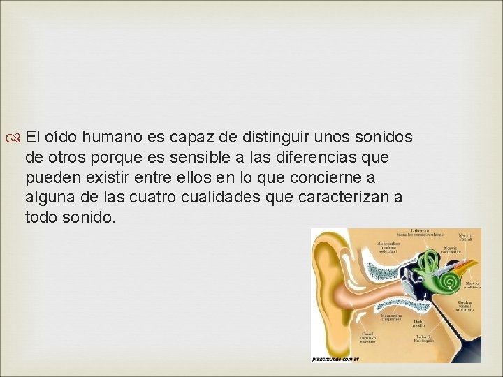  El oído humano es capaz de distinguir unos sonidos de otros porque es