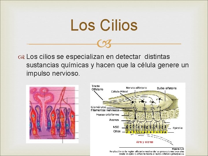 Los Cilios Los cilios se especializan en detectar distintas sustancias químicas y hacen que