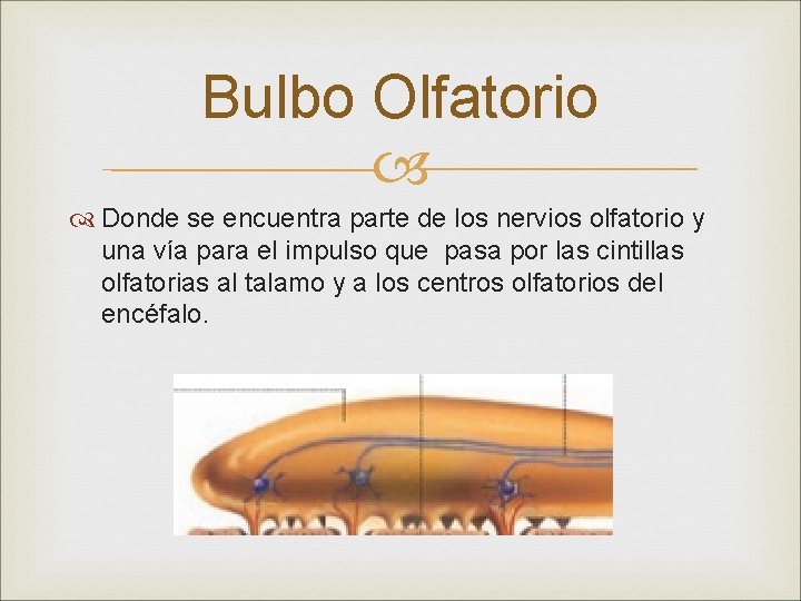 Bulbo Olfatorio Donde se encuentra parte de los nervios olfatorio y una vía para