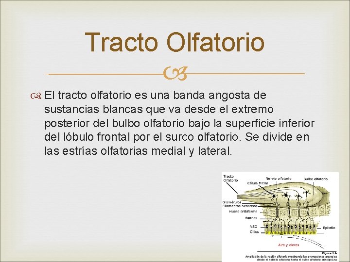 Tracto Olfatorio El tracto olfatorio es una banda angosta de sustancias blancas que va