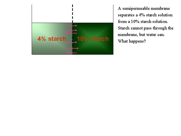 4% starch 10% starch A semipermeable membrane separates a 4% starch solution from a